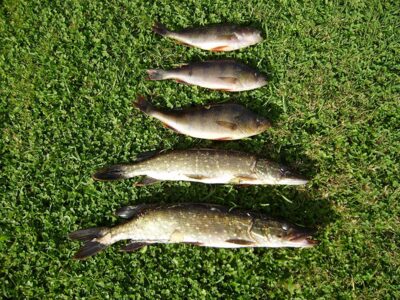 Northern Pike ×2 — Obelaukis
