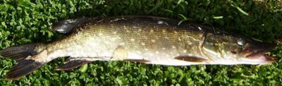 Northern Pike, 1.5 kg — Ruoliškis