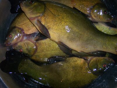 Tench ×5