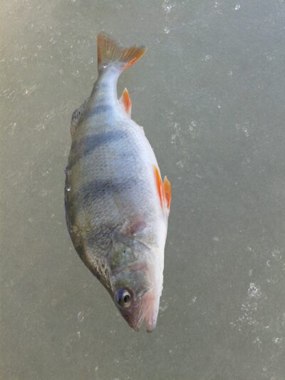 Eurasian perch, 0.6 kg — Kuršių