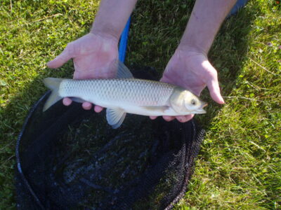 Silver carp, 0.6 kg