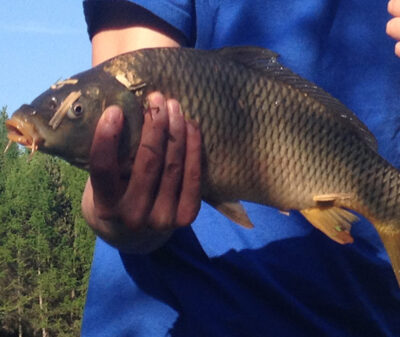 Carp, 1.5 kg