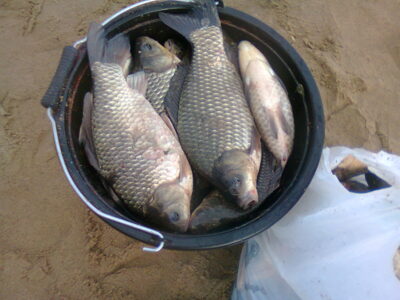 Prussian carp, 1.3 kg — Kuršių