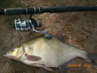 Carp bream, 2.0 kg — Pajiesio