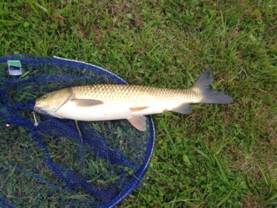 Grass carp ×2