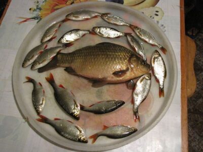 Crucian carp, 0.7 kg — Mėdaus I-asis