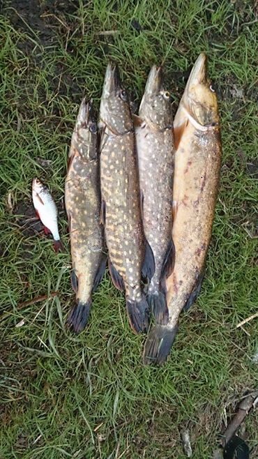 Northern Pike ×4 — Gauštvinis