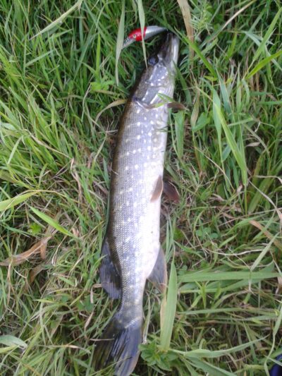 Northern Pike, 0.8 kg