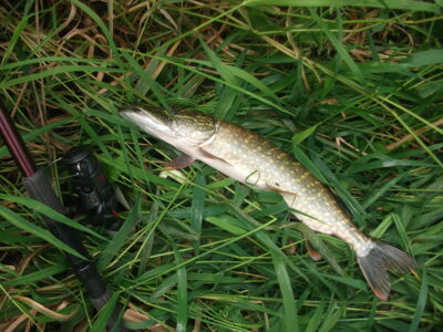Northern Pike, 0.9 kg — Nevėžis