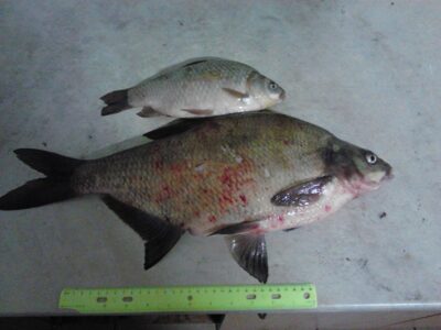 Carp bream — Kaunas reservoir