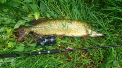 Northern Pike, 4.0 kg — Nevėžis