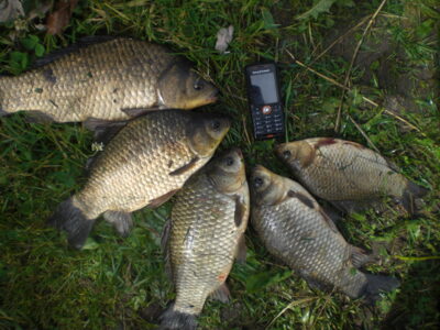Crucian carp ×5 — Kaunas reservoir