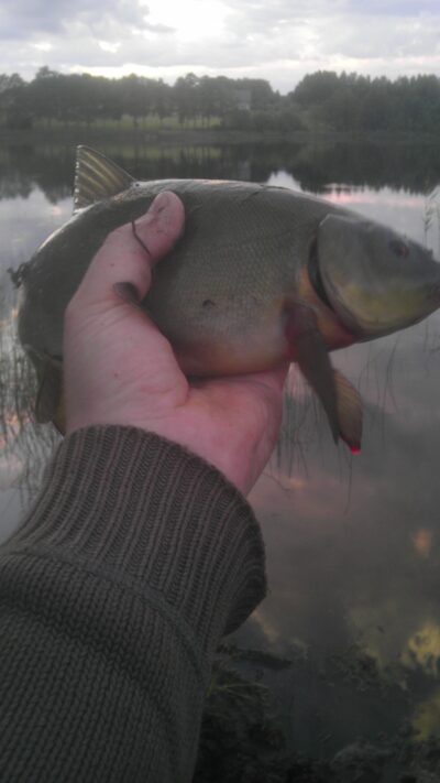 Tench, 0.7 kg — Sietas
