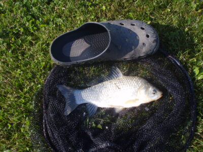 Prussian carp, 0.9 kg
