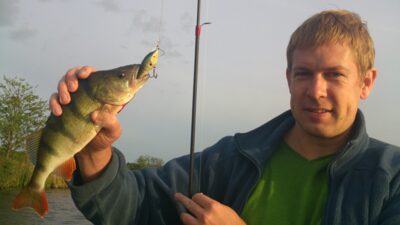 Eurasian perch — Didžiulis