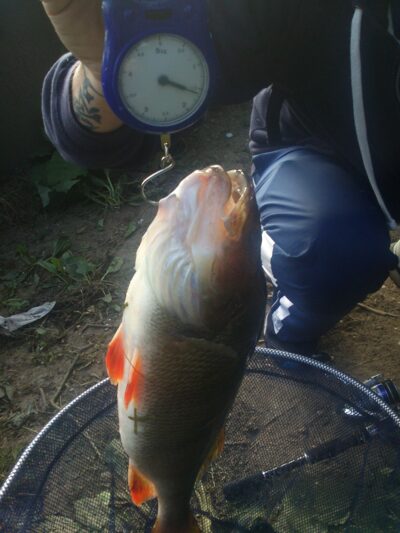 Eurasian perch, 1.6 kg