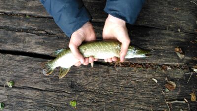 Northern Pike, 0.4 kg