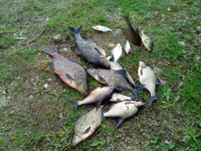 Carp bream, 1.7 kg — Čičirys