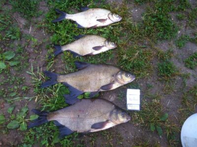 Carp bream ×4 — Ekrano gamyklos