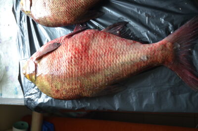 Carp bream, 3.4 kg — Kaunas reservoir
