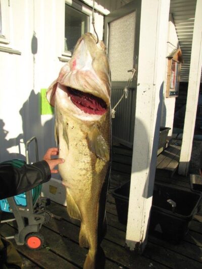 Atlantic cod, 12.0 kg — Norwegian Sea