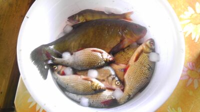 Tench, 1.0 kg