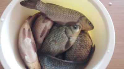 Prussian carp ×8