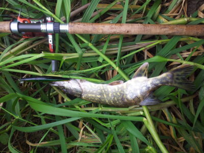 Northern Pike ×3 — Neris River