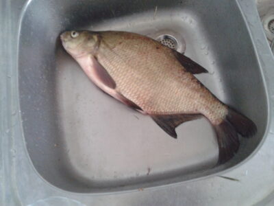 Carp bream, 0.9 kg — Gulbinas