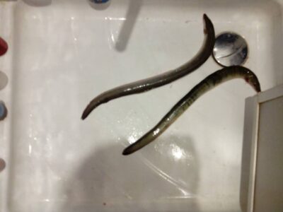 European eel ×2