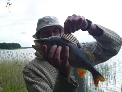 Eurasian perch, 1.0 kg