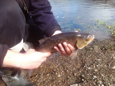 Ide, 1.3 kg — Neman River