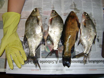 Carp bream ×24 — Salinis