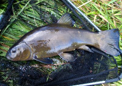 Tench, 1.3 kg — Raudeniškių