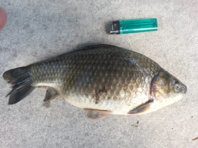 Prussian carp