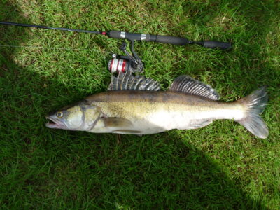 Pike perch, 2.6 kg — Ubiškės
