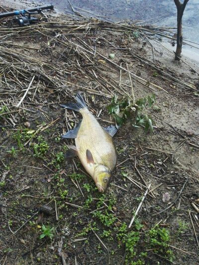Carp bream, 2.2 kg — Baltieji Lakajai