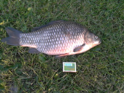 Sidabrinis karosas, 2.0 kg