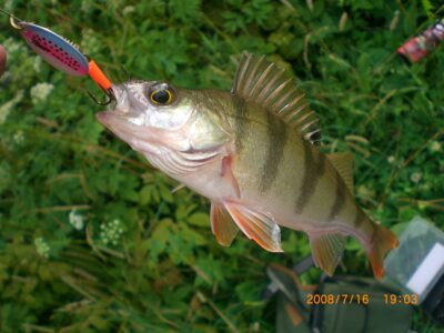 Eurasian perch