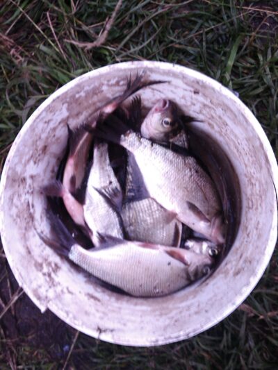 Carp bream