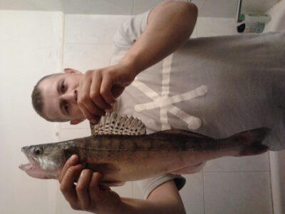 Pike perch — Kuršių