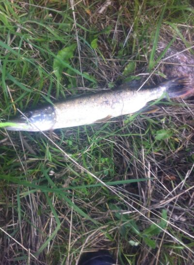 Northern Pike — Jurbarkų