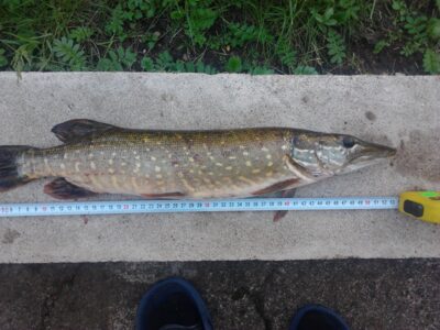 Northern Pike, 1.2 kg