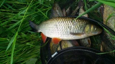 chub, 1.3 kg — Nevėžis