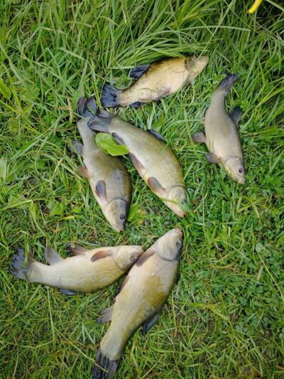 Tench
