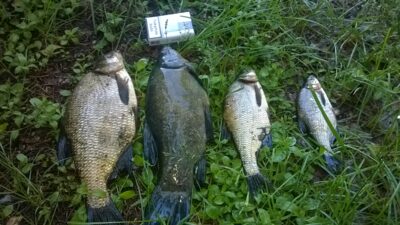 Tench, 1.2 kg — Bijotė
