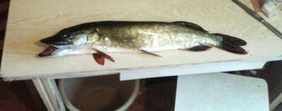 Northern Pike, 1.4 kg — Mūša