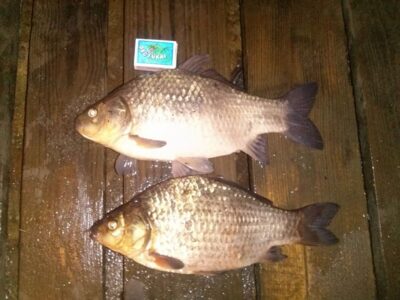 Crucian carp — Barstyčių