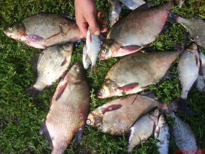 Carp bream ×15 — Burokaraiščio