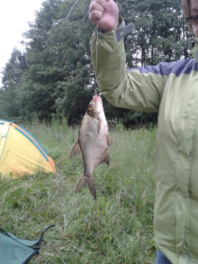 Carp bream, 0.3 kg — Lubinis